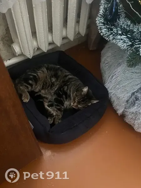 Пропала кошка, Железногорский переулок, 24, Ростов-на-Дону - темно-коричневый окрас с белыми усами - photo