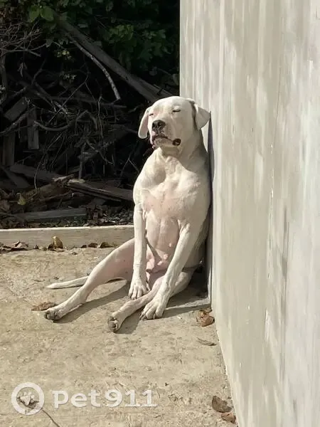 Пропала собака, улица Пушкина, 23, Анапа - аргентинский дог, сука 2 года - photo