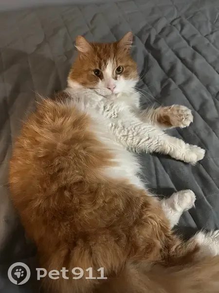 Пропал кот, улица Добровольцев, 22, Санкт-Петербург - выскочил в подъезд - photo