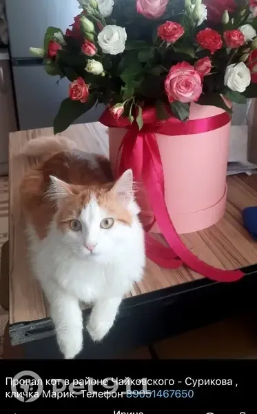 Пропал кот, проезд Чайковского, 1, Владимир - рыжий с белыми грудью и лапами - photo