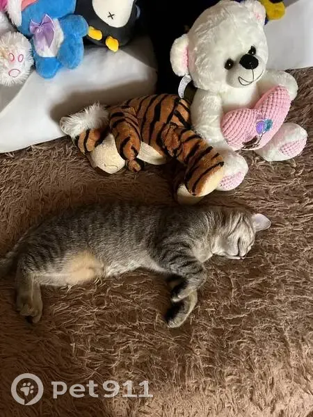 Пропал кот, Центральная улица, Саранск - откликается на «рыжего» - photo