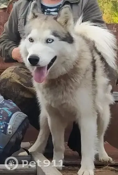Пропала собака, Варзенга, Костромская область - бело-серый окрас, голубой и карий глаза - photo