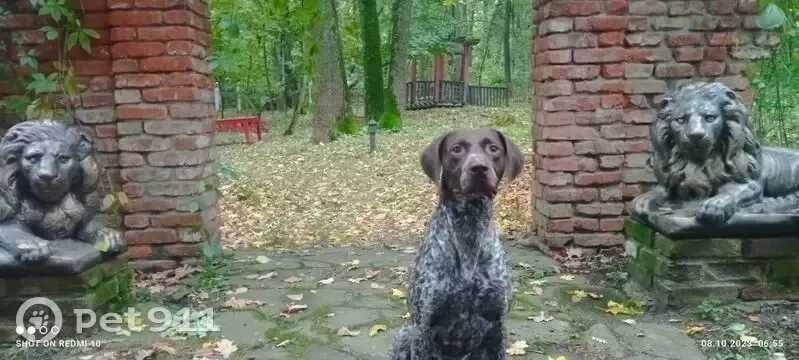 Пропала собака, мужской, Новоживотинновское сельское поселение, Воронежская область - курцхаар с пегим окрасом - photo
