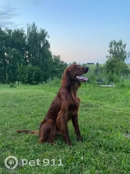 Пропал собака, Выгоничское городское поселение, ирландский сеттер, рыже-красный окрас - photo