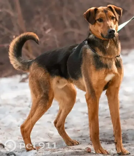 Пропал собака мужской, Одинцовский - в камуфляжной шлейке с поводком - photo