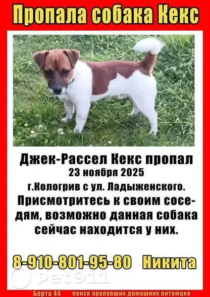 Пропал собака, Кадый, Костромская область - мужской - photo