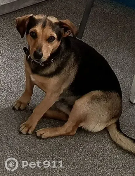 Пропал собака, мужской, Ермаково, Калининградская область - черно рыжий с коричневым ошейником - photo