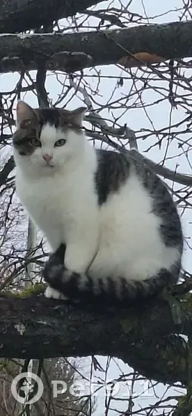 Пропал кот, улица Блохина, 13, Луховицы - откликается на Ярик - photo