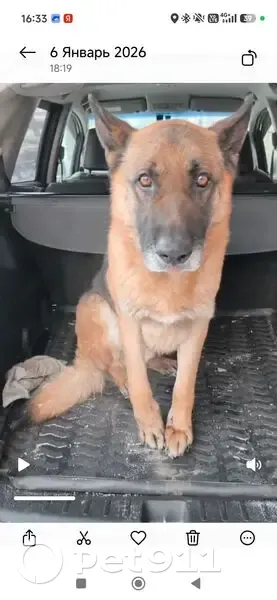 Найден собака, улица Пушкина, Абакан - мешал детям кататься на горке - photo