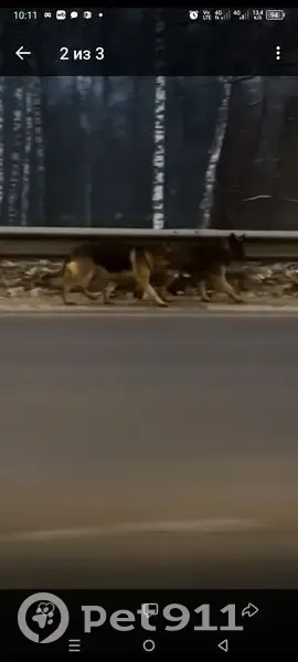 Пропала собака, женский пол, Итальянская улица, городской округ Орёл - photo