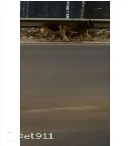 Пропал собака, рыжий кобель, Знаменка - photo