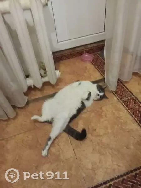 Пропала кошка, улица Ленина, Михайловск - белая с серой спинкой - photo