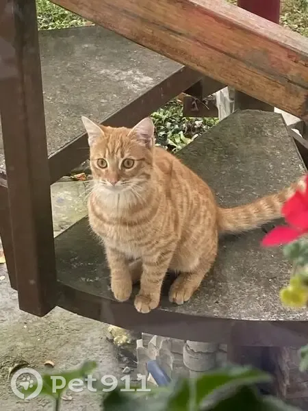 Пропал кот, Пелагиада, Ставропольский край - рыжий, 10 месяцев - photo