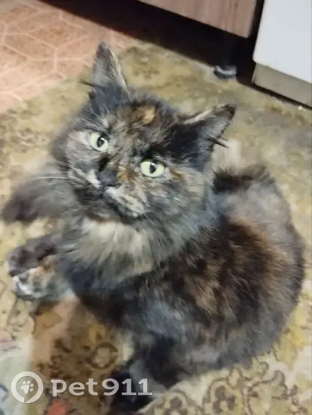 Пропала кошка, улица Победы, 95, Таганрог - черепаховый окрас и ярко-зелёный катетер - photo