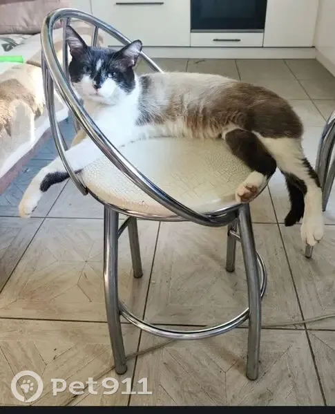 Пропал кот, 8-я Тарусская улица, 2А, Калуга - помесь сиамского с белой полоской на носу - photo