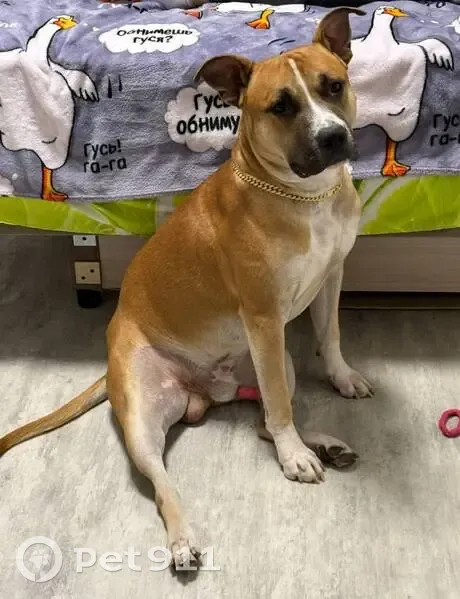 Пропала собака, Садовая улица, 23Б, Гамалеевка-1 - рыжего цвета с белыми оттенками - photo