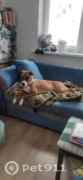 Найдена собака, улица Лётчика Позднякова, Краснодар - похожа на Стаффорда - photo