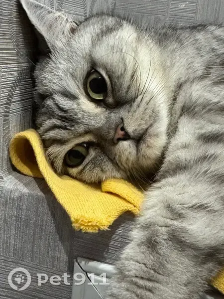 Пропала кошка, улица Ленина, 69А, Кунгур - шотландская прямоухая, откликается на Джессика - photo
