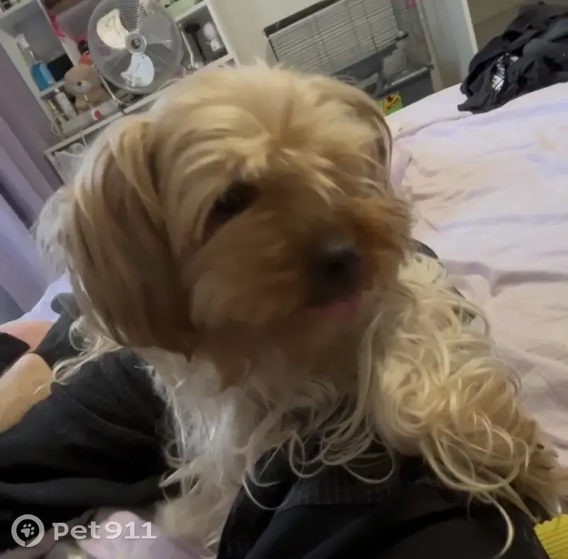 Пропала собака, Коммунальная улица, 64, Псков - крупная йоркширка - photo