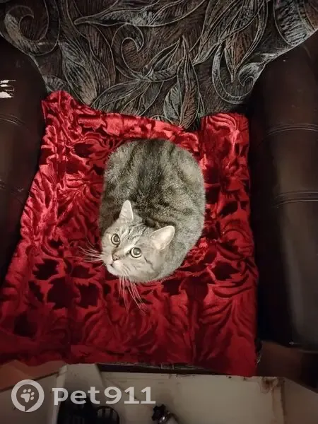 Найдена кошка, Краснополянская улица, Пермь - знает лоток, но дикая - photo