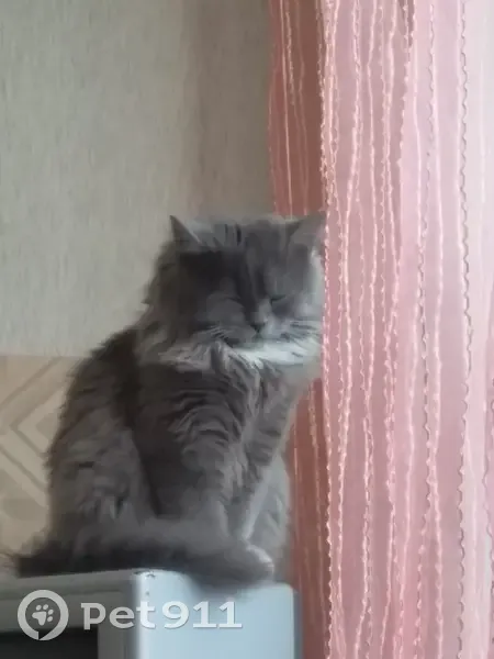 Пропал кот, улица Героев-Североморцев, Полярный - серый с белыми пятнами - photo