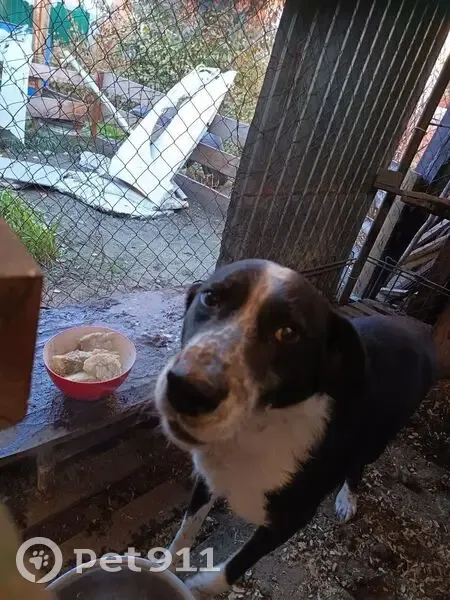 Пропал собака, улица Челюскинцев, Барнаул - черно-белый окрас - photo