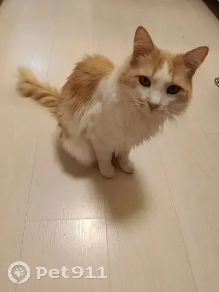 Найден кот, Уфа, Башкирия - кастрированный, ласковый - photo