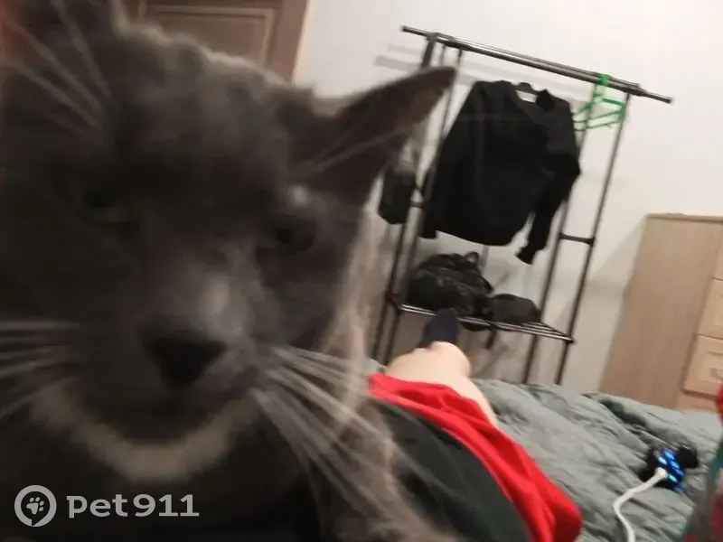 Пропал кот, Озёрная улица, городской округ Тверь - дымчатый с серым ошейником - photo