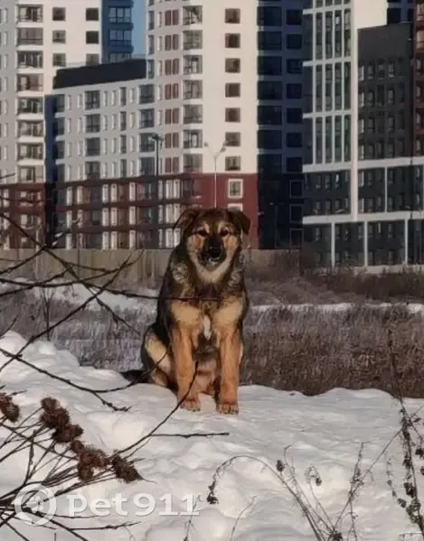 Пропала собака, Лучистая улица, Екатеринбург - щенок Джесси 4-4.5 месяца - photo