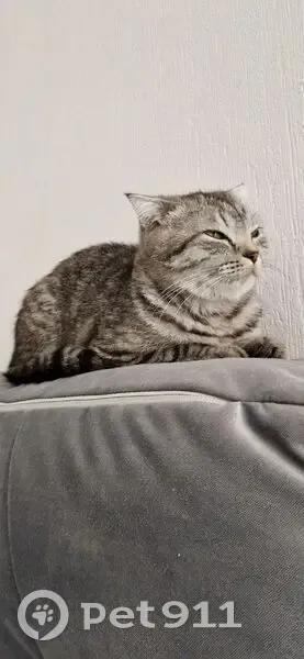 Пропала кошка, проспект Академика Сахарова, 39, Екатеринбург - пугливая, маленькая - photo