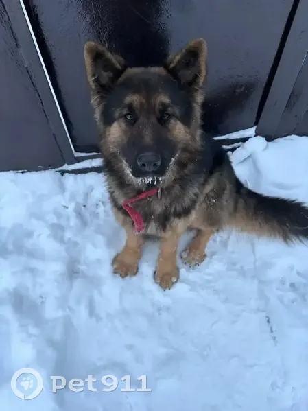 Пропала собака, Привокзальная улица, 38, городской округ Новочеркасск - немецкая овчарка длинношерстная - photo