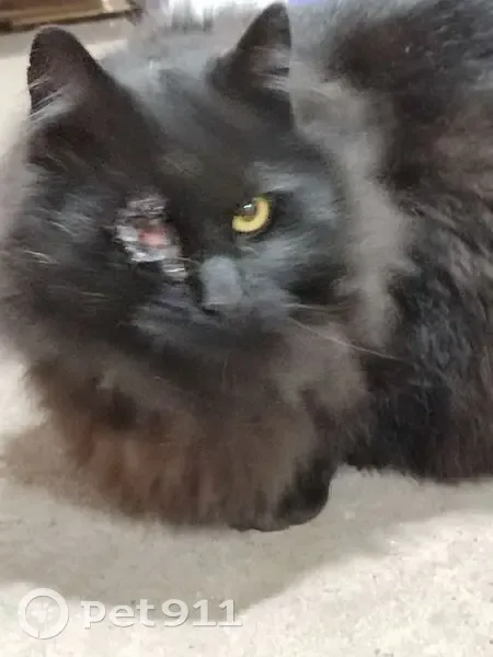 Пропал кот, улица Ломоносова, Калининград - чёрный и пушистый - photo