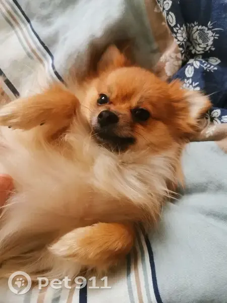 Пропала собака, женский, улица Ленинского Комсомола, Чебоксары - откликается на кличку Леся - photo