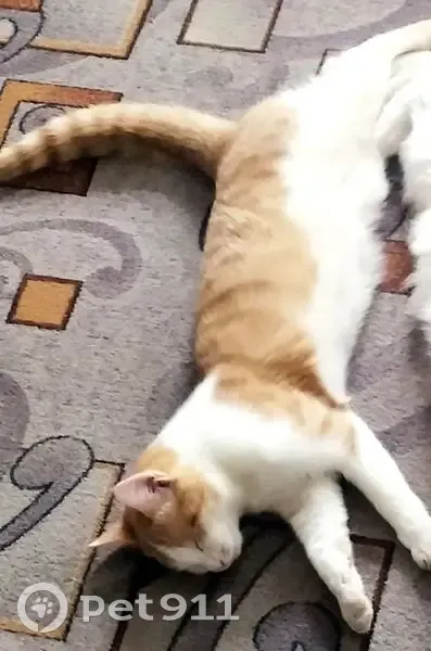 Пропал кот, улица Володарского, 26, Полевской - бело-рыжий окрас, не кастрирован - photo