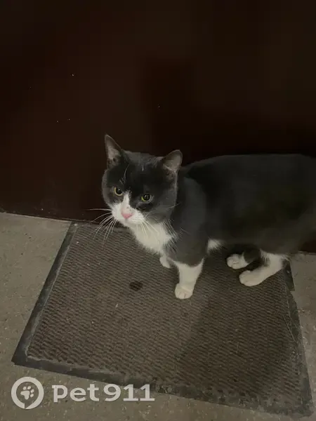 Пропал кот, Соборная площадь, Егорьевск - спокойный котик с белыми носочками - photo