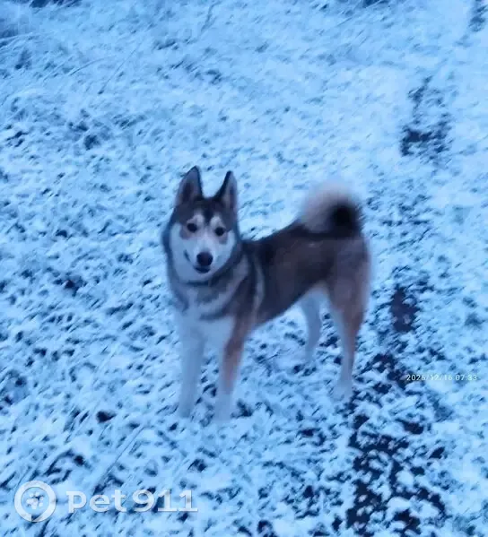 Пропала собака, Новопоянское сельское поселение, Новые Поляны - рыже-пегая с зелёным ошейником - photo