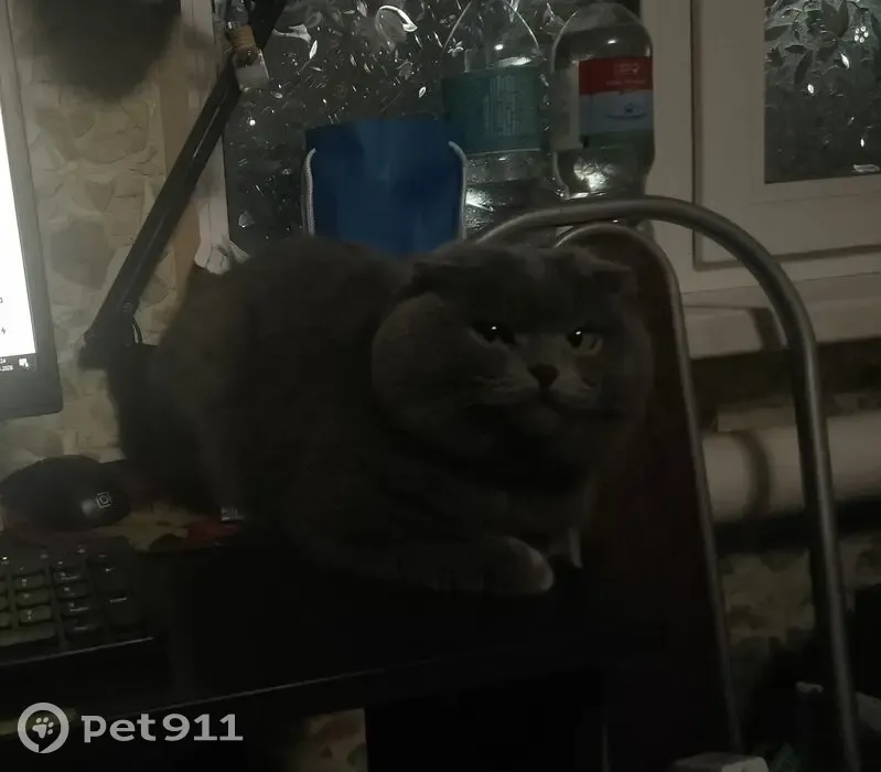 Пропал кот, Зелёная улица, 20, Урюпинск - серый, кончик хвоста сломан - photo