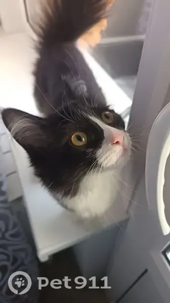 Пропала кошка, Минская улица, 29, Воронеж - боится улицы, но любопытная - photo