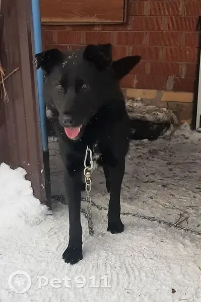 Найден собака, Благовещенск, Башкирия - чёрный молодой мальчик - photo