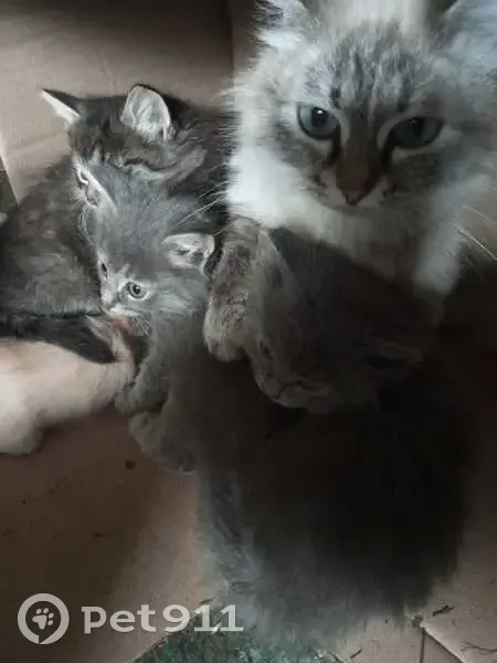 Пропала кошка, Боровица, Кировская область - невская маскарадная, пугливая - photo