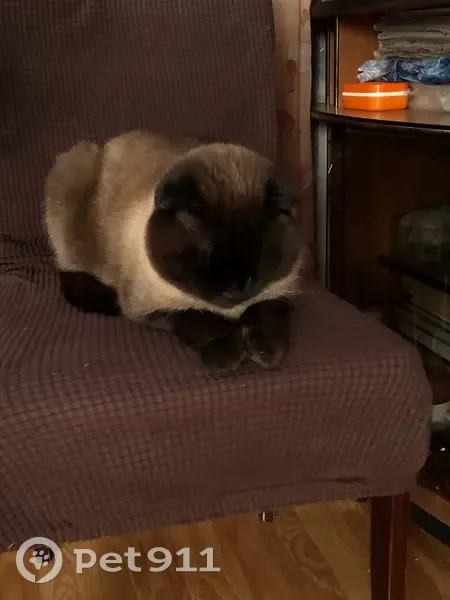 Пропал кот, улица Талалихина, 5, Дюртюли - возможно приютил кто-то - photo