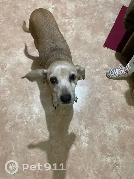 Найдена собака, Учебная улица, 197А, Омск - рыжая с большими ушами - photo