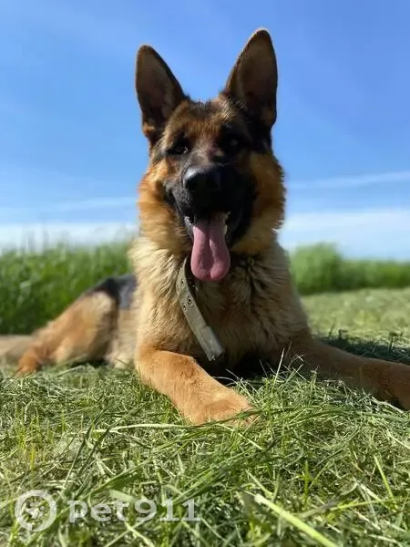 Пропала собака, мужской, Степная улица, Дугино, Азов - photo