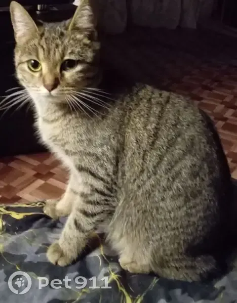 Пропала кошка, Комсомольская улица, 191, Вольск - серо-коричневый окрас в чёрную полоску - photo