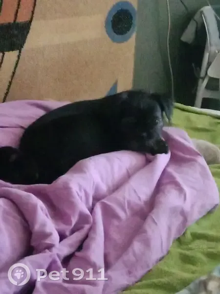 Пропал собака, мужской, улица Вартанова, Аксай - photo