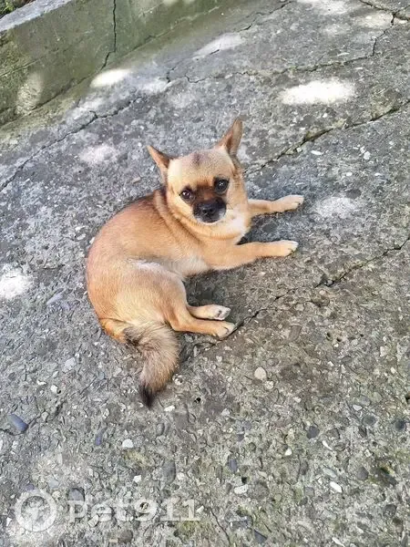 Пропала собака, Планерный переулок, 3, Сочи - рыжая чихуахуа - photo