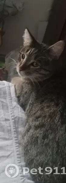 Пропал кот, улица Гагарина, 122, городской округ Тамбов - серый окрас, немного косые глаза - photo