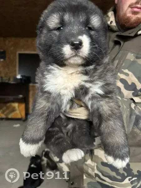 Пропала собака, Дурниха, Московская область - щенки кавказской овчарки - photo