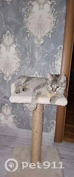 Найдена кошка, Майский бульвар, городской округ Курск - чёрный ошейник, разорванное ушко - photo