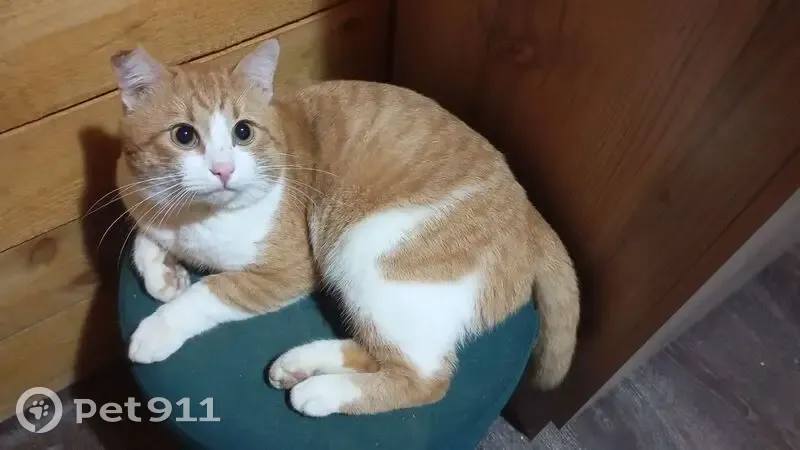 Пропал кот, Бородинская улица, 17, Немчиновка - photo